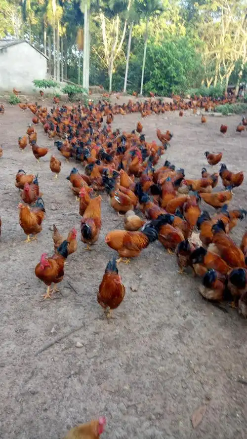 定安农村林下散养土鸡