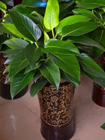 "金钻"的种植方法和四季养护注意事项!值得收藏!