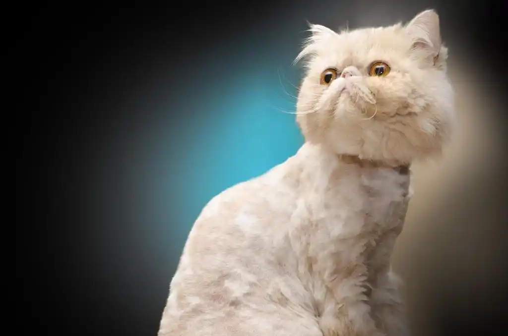 波斯语的猫,tonsure 波斯语猫在彩色背景上