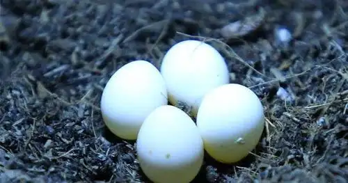 小娃偷走蛇蛋,眼看要到家了,却被一条巨蛇拦住去路,惊喜来了