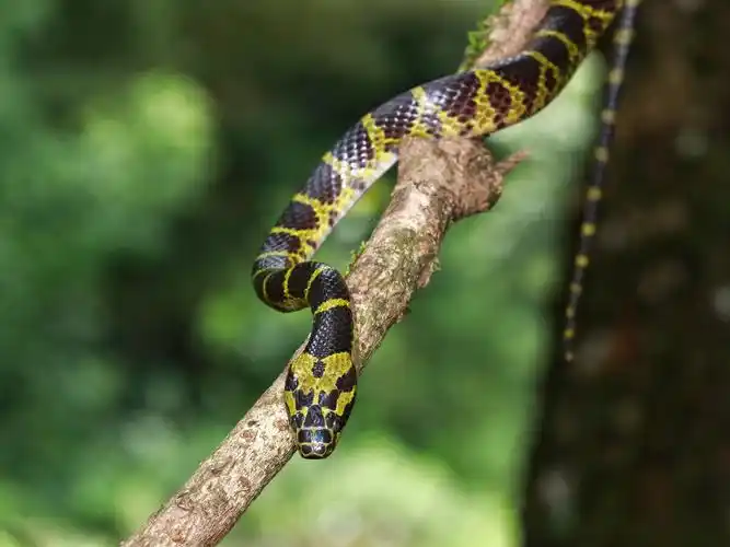 黄链蛇微毒凶巴巴