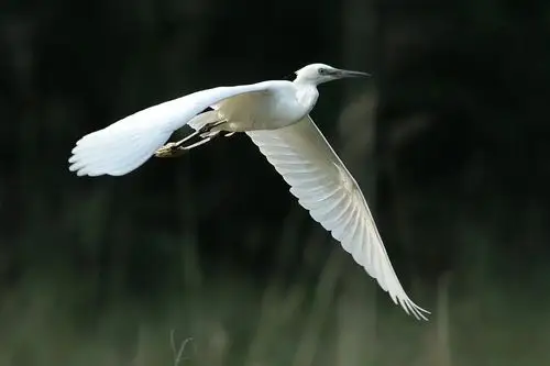 石山精灵之白鹭篇