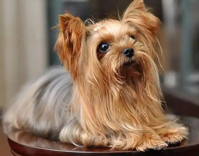 约克夏犬多少钱(约克夏犬多少钱一只)_牧林森宠物网