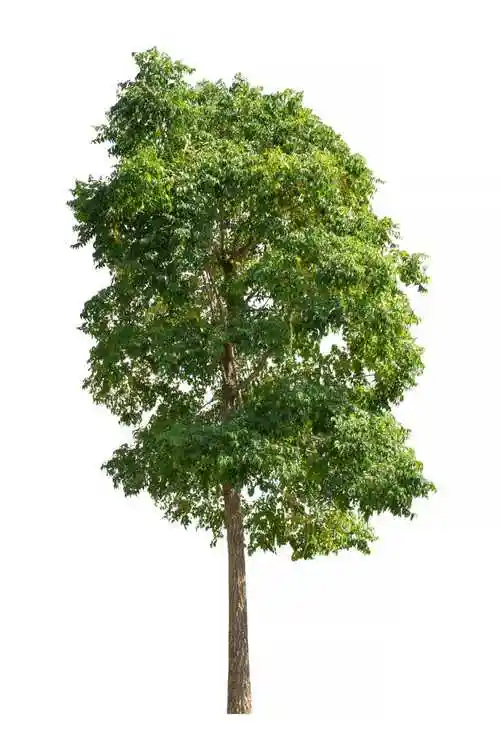 草地上的一棵树图片-绿色草地上的一棵树素材-高清图片-摄影照片-寻图