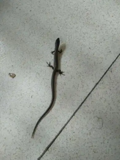 有脚的蛇吗?在家里发现的.