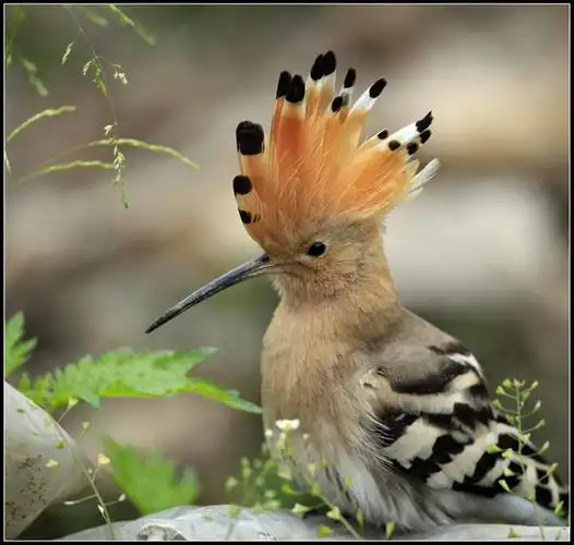 头上鸡冠形状嘴巴长约七厘米羽毛呈褐色是什么鸟