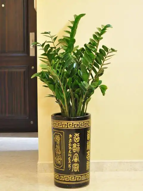 金钱树的作用有哪些正确摆放才能聚财纳富