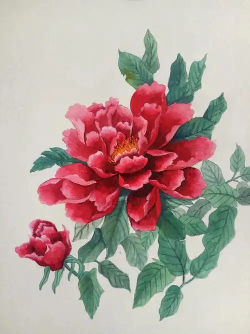 牡丹花 色彩 写实 绘画过程 作业 插画 - 堆糖,美图壁纸兴趣社区