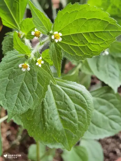 杂草牛膝菊之我看到的和我拍到的