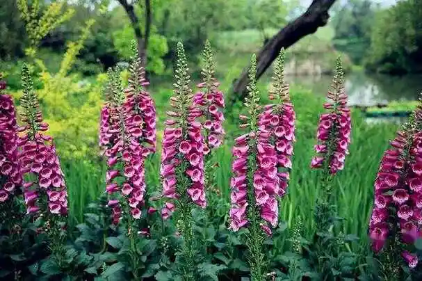 8种花"名声差",开花极漂亮,却光敢看"不敢养"