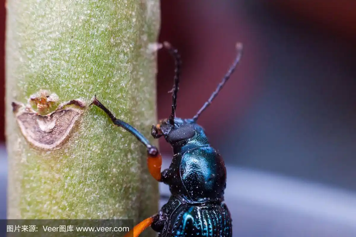 真正的长角象鼻虫近距离观看