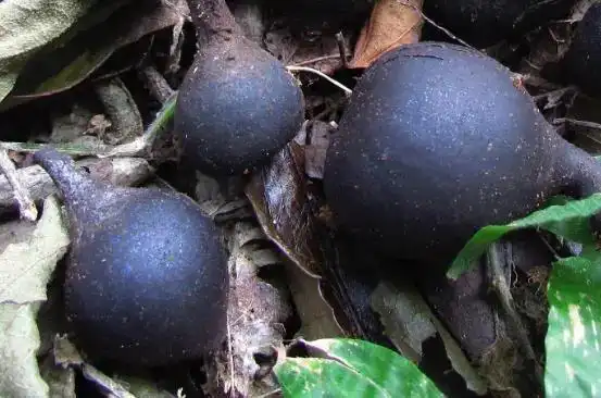 国宝级稀有药材,农民却以为是"垃圾",其实是一种良品