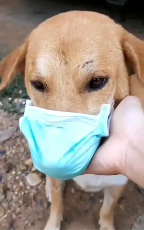 会自己带口罩的狗狗!