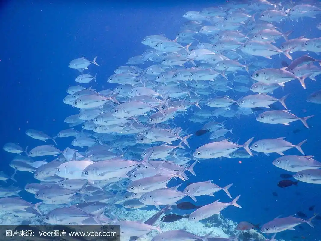 鱼群
