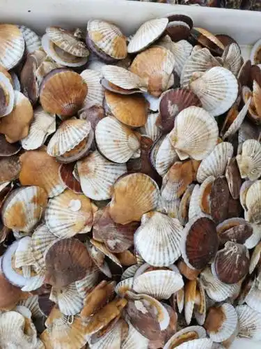 蛏蚶蚬蛤蚝……知道谁是谁吗?带你认识大连带壳海鲜