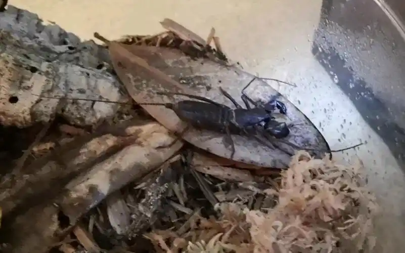 巨鞭蝎 11月25日喂食