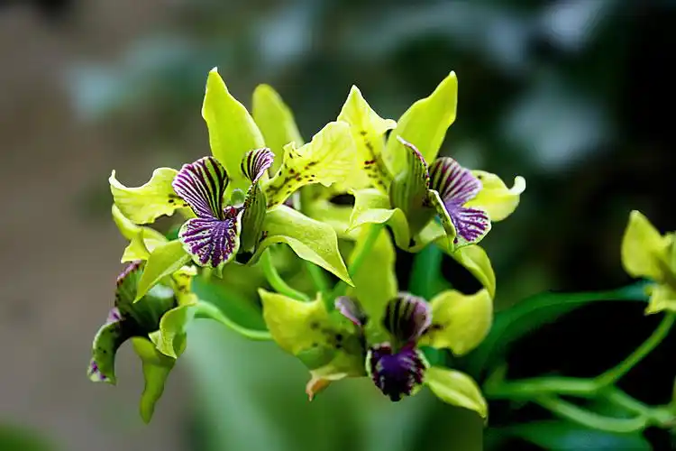 极品洋兰鉴赏(一)_兰花