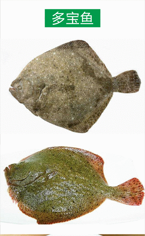 多宝鱼