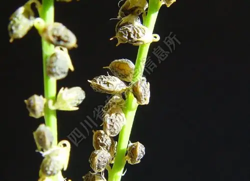 双子叶种子植物杂草 >> 豆科 >> 草木犀