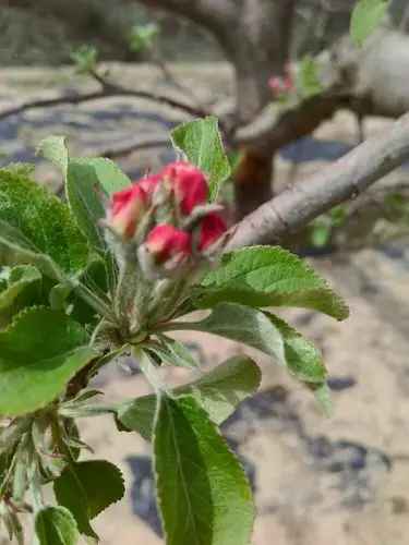 家乡的苹果花露红了,我在南国守望