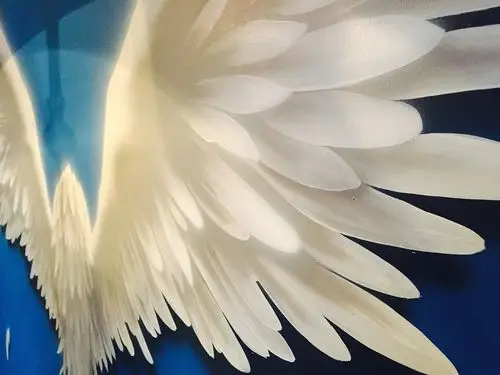 羽翼|插画|新锐潮流插画|liangki良奇 - 原创作品 - 站酷 (zcool)