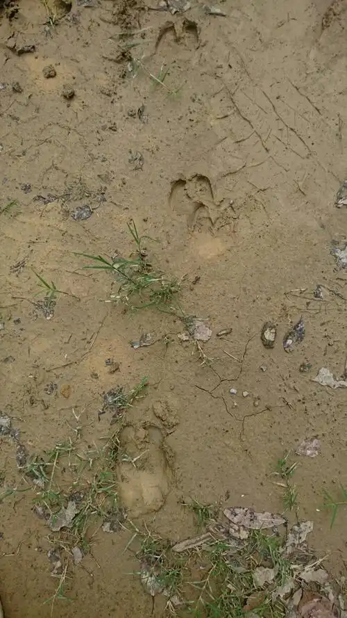 现场实景拍摄,山猪ㄉ足迹2