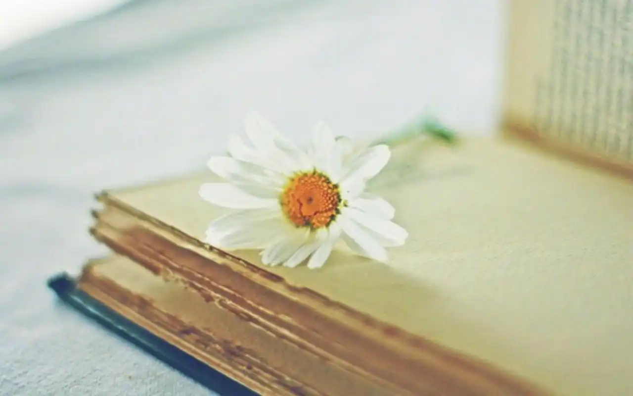 简约书籍文艺风高清图片桌面壁纸