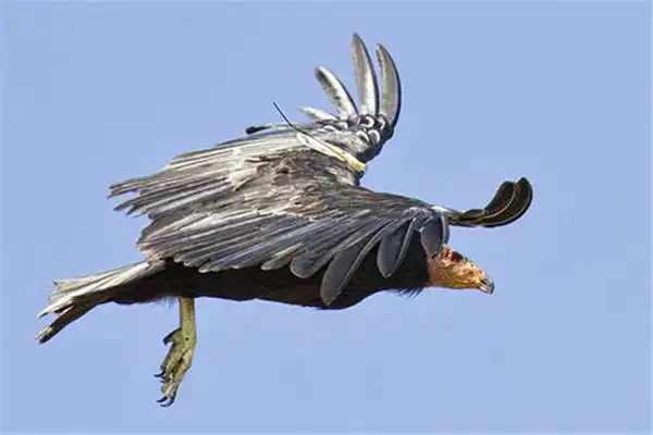 美洲大陆上最大的鸟类加州神鹫