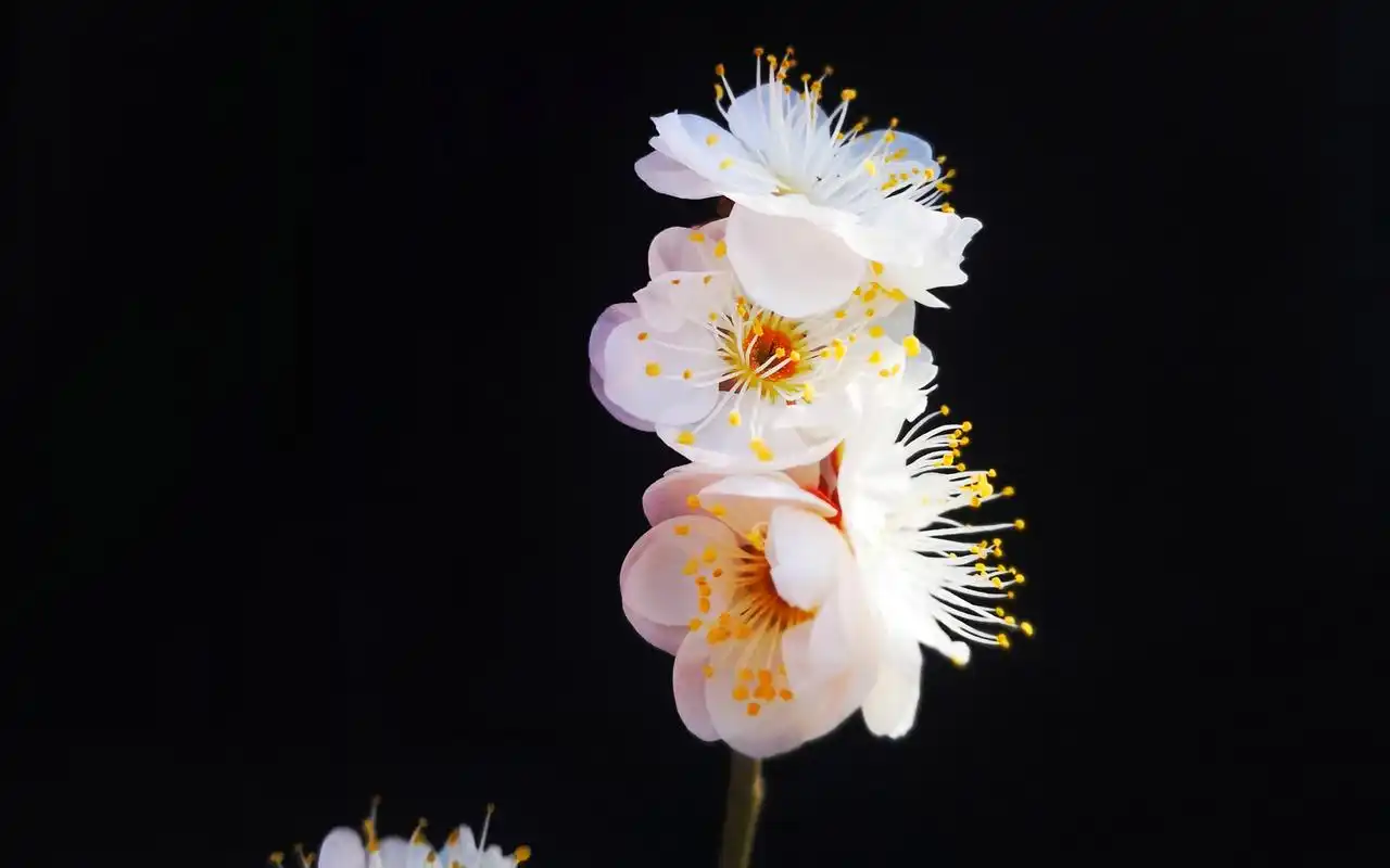 冬日梅花微距特写高清桌面壁纸