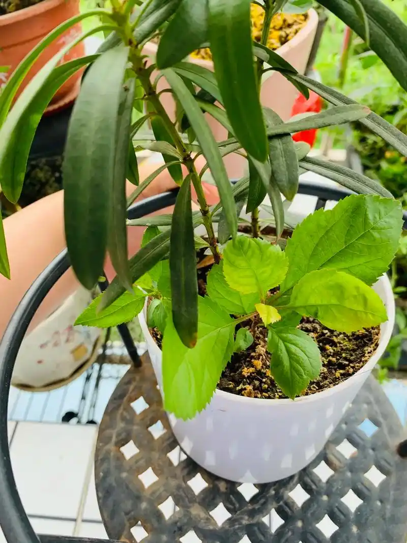 车厘子90种子发芽97啦#种植的乐趣 #车厘子大樱桃树苗 - 抖音