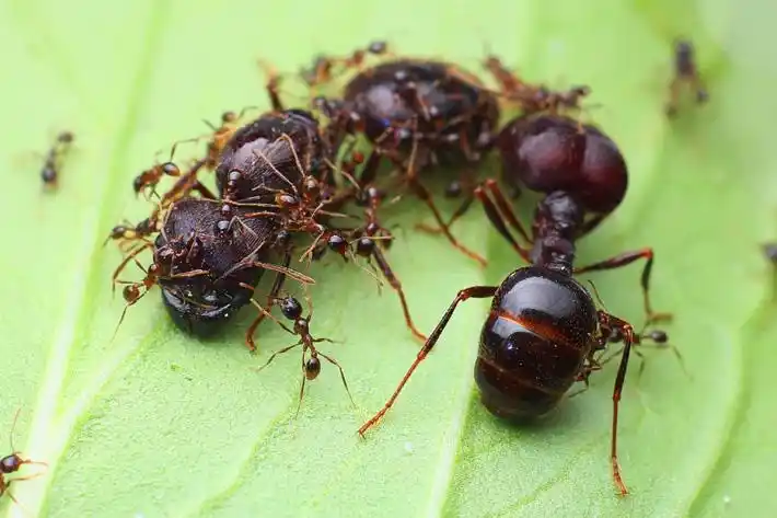 主页 天下奇闻  黑刺大腭蚁是一种有拇指那么大的蚂蚁,又叫做黑刺大腭