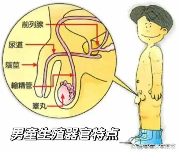 ①在出生时已从腹腔降至阴囊 (男童睾丸10岁以前长得很慢,个体较小