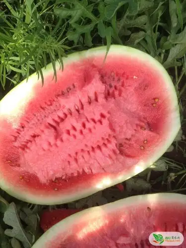 花皮无籽西瓜图三