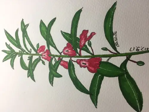 马克笔61凤仙花 - 简书