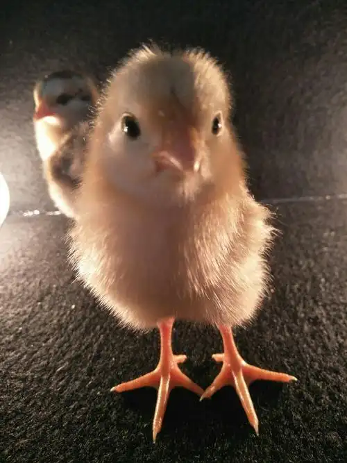 大风车幼儿园生命篇——小鸡孵化21天日记(鸡宝宝的见面会)