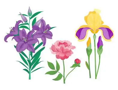 复古花卉矢量花束园林花卉植物天然牡丹图和夏季花卉贺卡春天开花照片