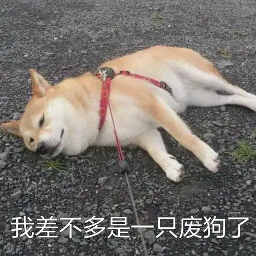 柴犬系列表情包合集史上最全版