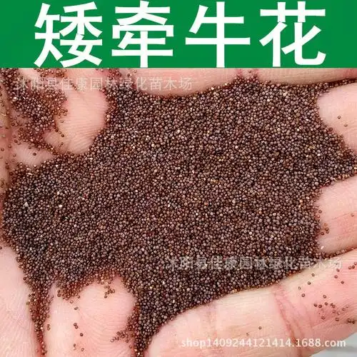 草花种子 矮牵牛花种子 矮喇叭花 碧冬茄种子 撞羽朝颜 1件=1斤