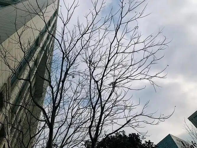 冬天叶子几乎掉完的树