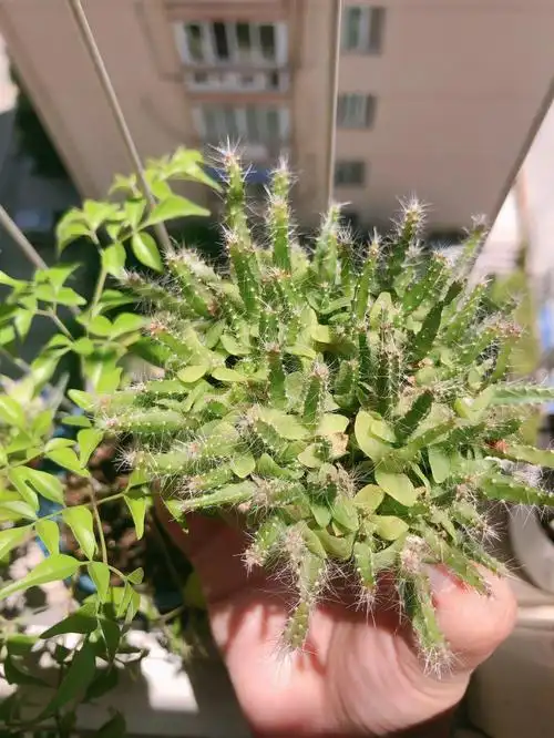 火龙果苗长大了