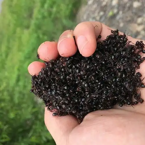 大黑蚂蚁 东北长白山大粒拟黑多刺蚂蚁黑蚂蚁吉林山蚁 大号黑蚂蚁250