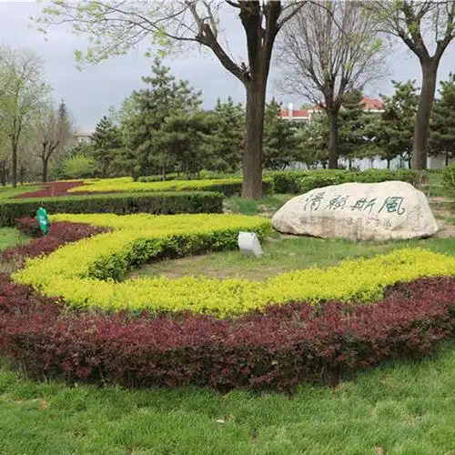 绿篱花色块花镜彩色工程绿化苗红叶小檗紫叶小檗红叶紫叶小波小苗2030