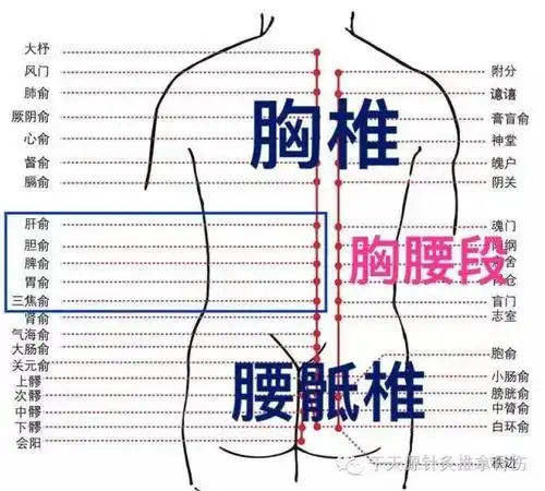 听故事学推拿055揉背部治疗脾胃病