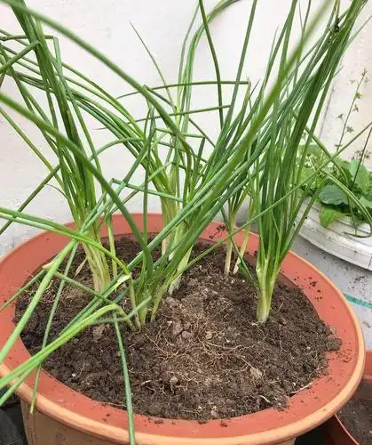 阳台上种小葱,有一种方法,种下一个月就能吃,吃了又长