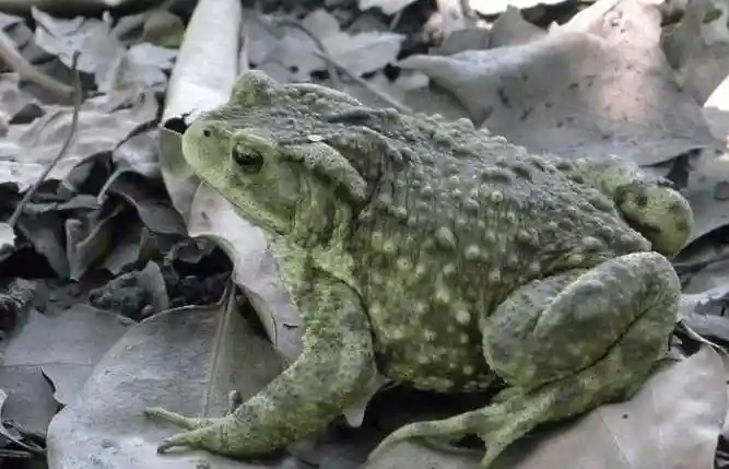 蟾蜍巨丑无比全身长满疙瘩却被发现药用价值极高能抑制癌症