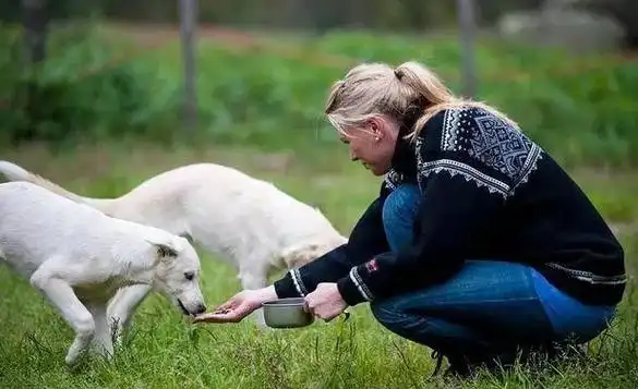 这几种"中国式喂狗",对狗伤害很大,劝你别犯