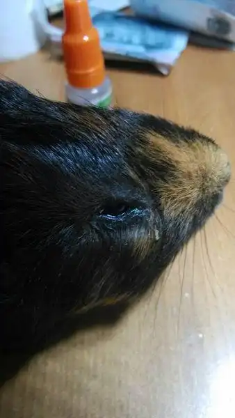 我的豚鼠眼睛发炎红肿眼睑之间有白色分泌物,点了一个星期的眼药水不
