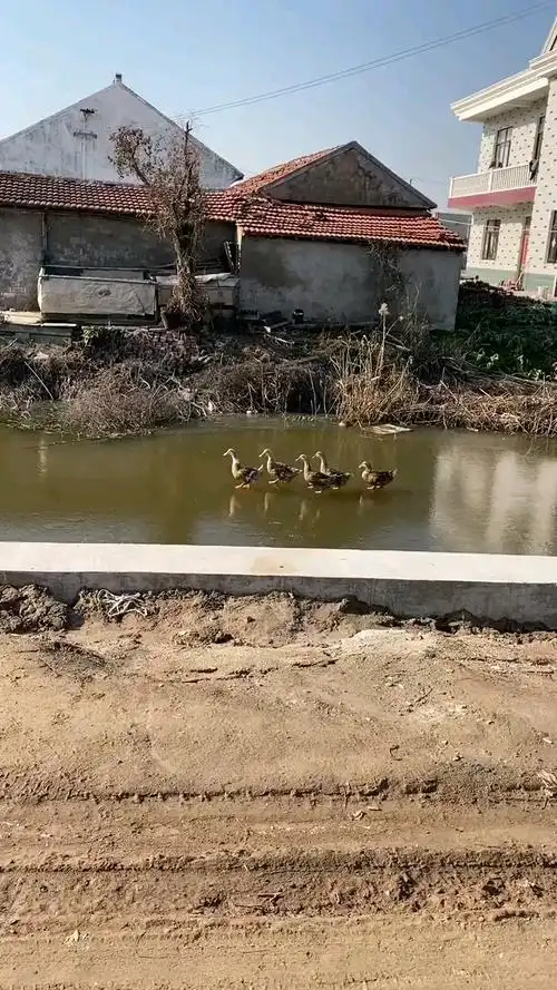 门前大桥下走过一群鸭