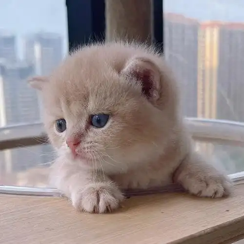 英短稀有色紫金渐层cy12色在蹲新家长哦