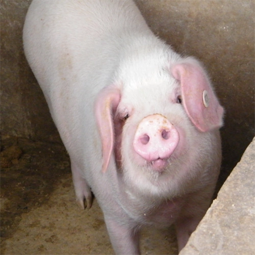 农家自养 原生态生猪 优质农家猪